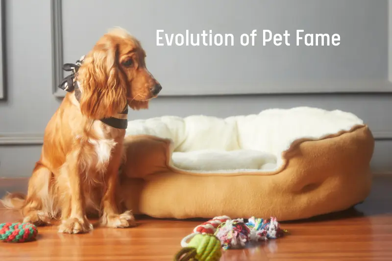 Evolution of Pet Fame