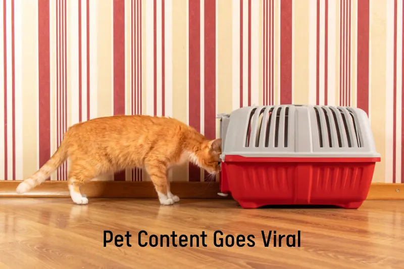 Pet Content Goes Viral