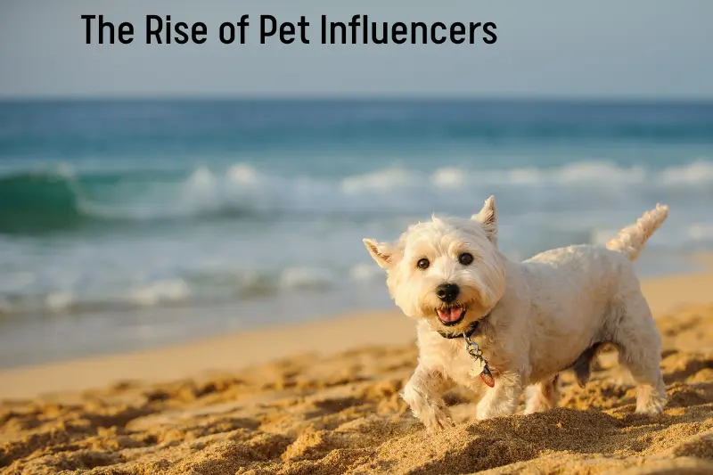 The Rise of Pet Influencers