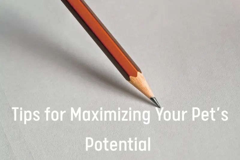 Tips for Maximizing Your Pet’s Potential