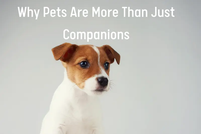 Why Pets Are More Than Just Companions